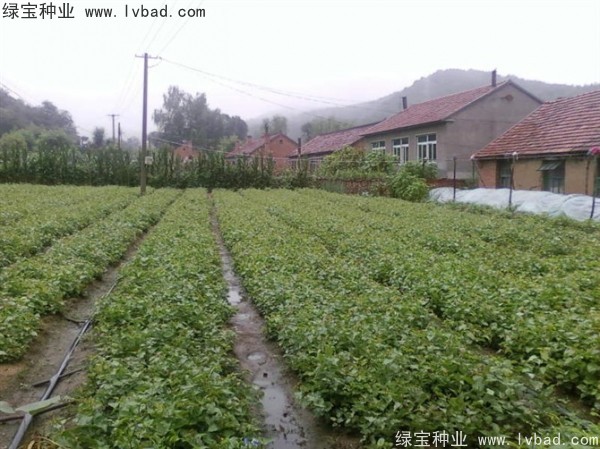 <a href='http://www.fscangbo.com/linmuzhongzi/1713.html' target='_blank'>丁香種子</a>