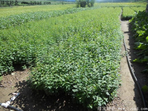 <a href='http://www.fscangbo.com/linmuzhongzi/1713.html' target='_blank'>丁香</a><a href='http://www.fscangbo.com/' target='_blank'>種子</a>