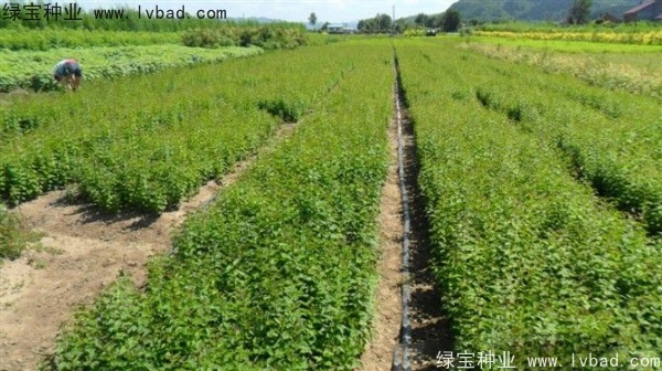 <a href='http://www.fscangbo.com/linmuzhongzi/1713.html' target='_blank'>丁香種子</a>