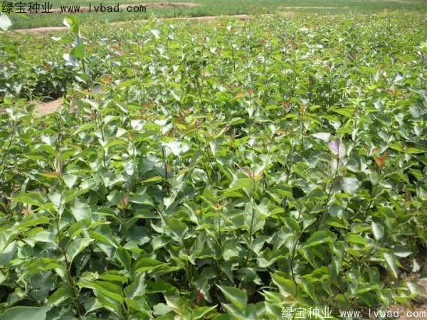 丁香<a href='http://www.fscangbo.com/' target='_blank'>種子</a>