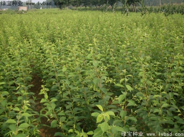 <a href='http://www.fscangbo.com/linmuzhongzi/1715.html' target='_blank'>榆葉梅種子</a>