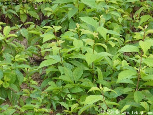 <a href='http://www.fscangbo.com/linmuzhongzi/1715.html' target='_blank'>榆葉梅種子</a>