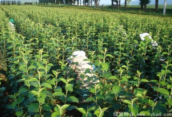 榆葉梅<a href='http://www.fscangbo.com/' target='_blank'>種子</a>