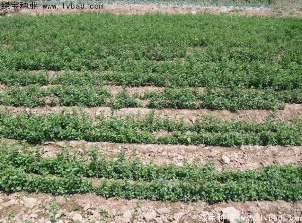 <a href='http://www.fscangbo.com/linmuzhongzi/1715.html' target='_blank'>榆葉梅種子</a>