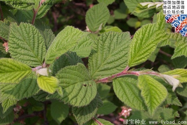 <a href='http://www.fscangbo.com/linmuzhongzi/1715.html' target='_blank'>榆葉梅</a><a href='http://www.fscangbo.com/' target='_blank'>種子</a>