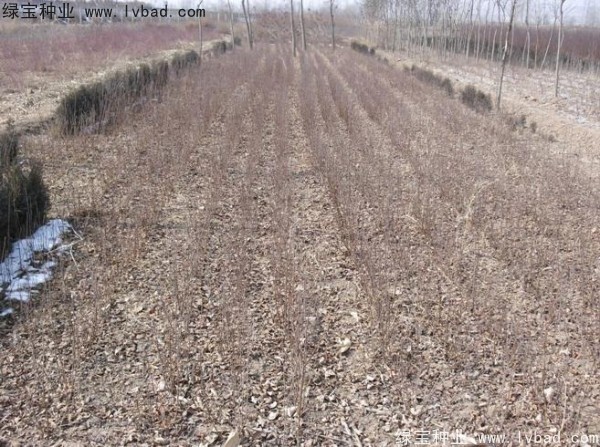 榆葉梅<a href='http://www.fscangbo.com/' target='_blank'>種子</a>