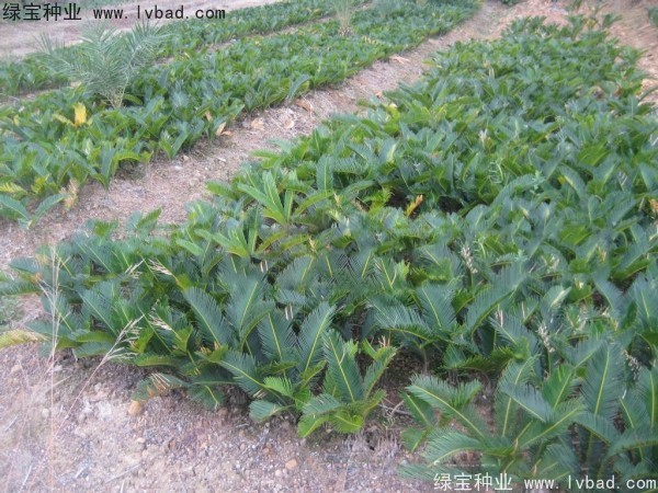 <a href='http://www.fscangbo.com/linmuzhongzi/1717.html' target='_blank'>鐵樹種子</a>