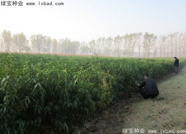 <a href='http://www.fscangbo.com/linmuzhongzi/1723.html' target='_blank'>桃樹種子</a>