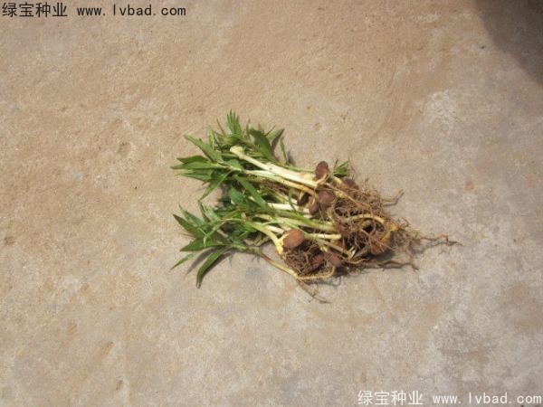 <a href='http://www.fscangbo.com/linmuzhongzi/1723.html' target='_blank'>桃樹</a><a href='http://www.fscangbo.com/' target='_blank'>種子</a>