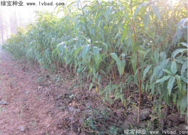 <a href='http://www.fscangbo.com/linmuzhongzi/1723.html' target='_blank'>桃樹種子</a>