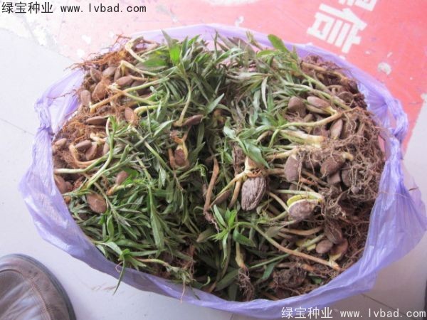 <a href='http://www.fscangbo.com/linmuzhongzi/1723.html' target='_blank'>桃樹</a><a href='http://www.fscangbo.com/' target='_blank'>種子</a>