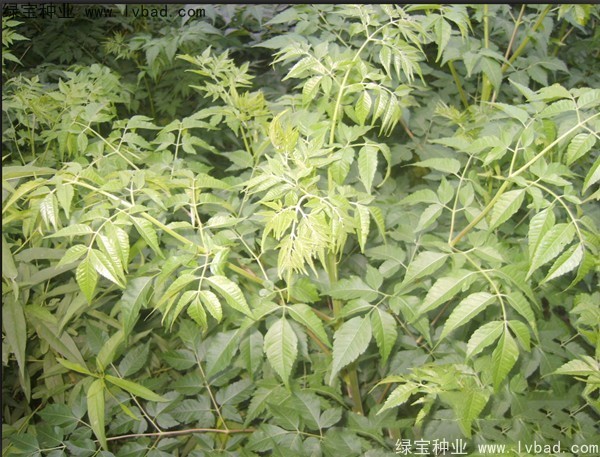 苦楝<a href='http://www.fscangbo.com/' target='_blank'>種子</a>