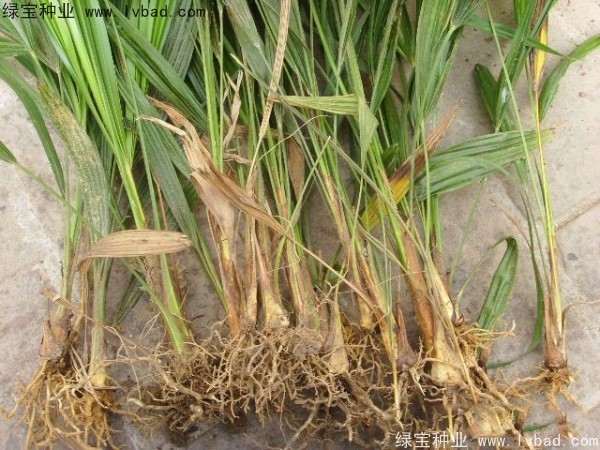 棕櫚<a href='http://www.fscangbo.com/' target='_blank'>種子</a>