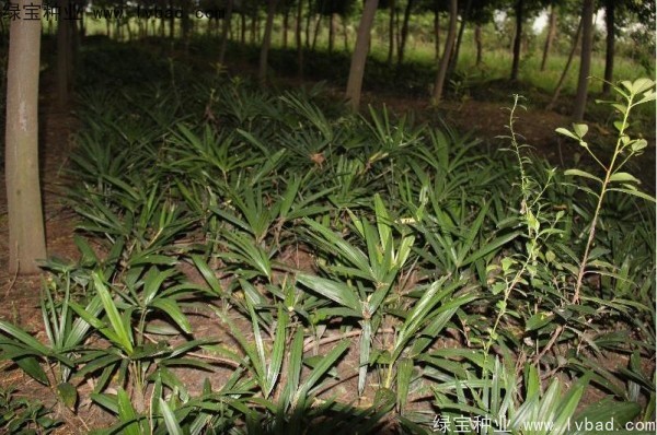 <a href='http://www.fscangbo.com/linmuzhongzi/1727.html' target='_blank'>棕櫚種子</a>