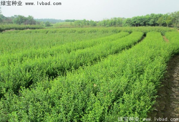 <a href='http://www.fscangbo.com/linmuzhongzi/1743.html' target='_blank'>小葉女貞種子</a>