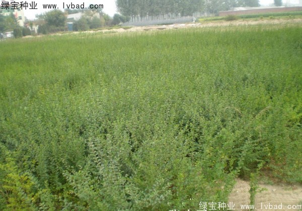 <a href='http://www.fscangbo.com/linmuzhongzi/1743.html' target='_blank'>小葉女貞種子</a>