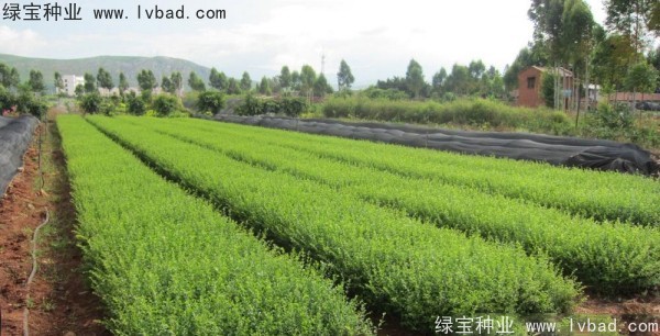 <a href='http://www.fscangbo.com/linmuzhongzi/1743.html' target='_blank'>小葉女貞</a><a href='http://www.fscangbo.com/' target='_blank'>種子</a>