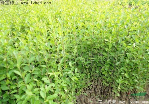 小葉女貞<a href='http://www.fscangbo.com/' target='_blank'>種子</a>