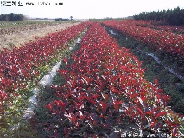 <a href='http://www.fscangbo.com/linmuzhongzi/1747.html' target='_blank'>紅葉石楠種子</a>