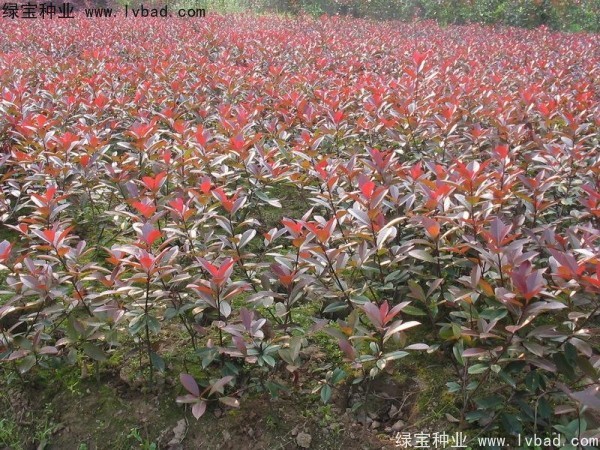 紅葉石楠<a href='http://www.fscangbo.com/' target='_blank'>種子</a>