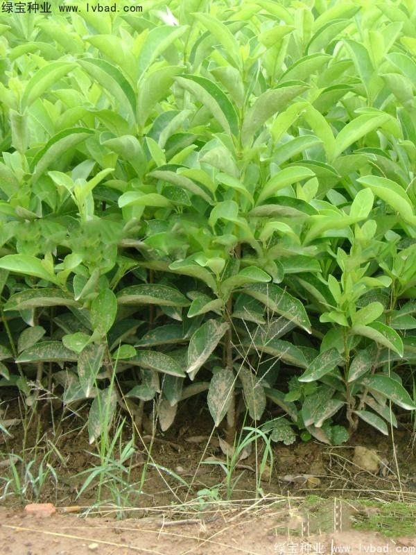 <a href='http://www.fscangbo.com/linmuzhongzi/1750.html' target='_blank'>法國冬青</a><a href='http://www.fscangbo.com/' target='_blank'>種子</a> <a href='http://www.fscangbo.com/linmuzhongzi/1750.html' target='_blank'>法國冬青</a><a href='http://www.fscangbo.com/' target='_blank'>種子</a>