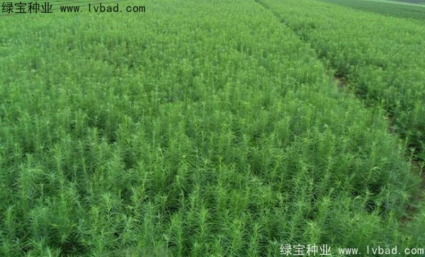 落葉松<a href='http://www.fscangbo.com/' target='_blank'>種子</a> <a href='http://www.fscangbo.com/linmuzhongzi/1751.html' target='_blank'>落葉松種子</a>