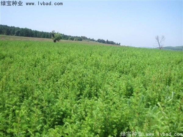 <a href='http://www.fscangbo.com/linmuzhongzi/1751.html' target='_blank'>落葉松種子</a> 落葉松<a href='http://www.fscangbo.com/' target='_blank'>種子</a>