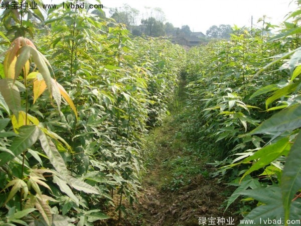 <a href='http://www.fscangbo.com/linmuzhongzi/1752.html' target='_blank'>青楓</a><a href='http://www.fscangbo.com/' target='_blank'>種子</a>