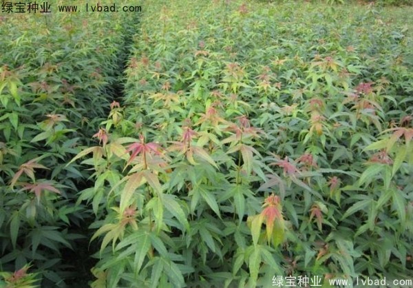 <a href='http://www.fscangbo.com/linmuzhongzi/1752.html' target='_blank'>青楓</a><a href='http://www.fscangbo.com/' target='_blank'>種子</a>