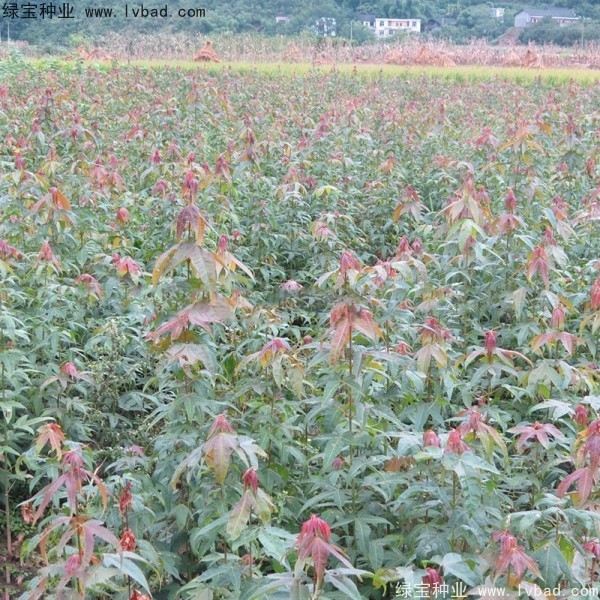 青楓<a href='http://www.fscangbo.com/' target='_blank'>種子</a>