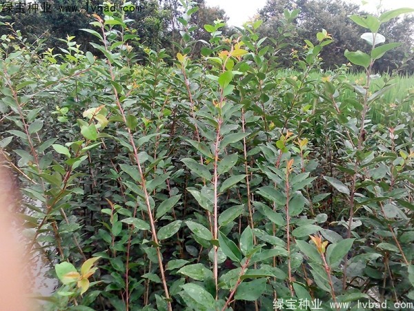 <a href='http://www.fscangbo.com/linmuzhongzi/1754.html' target='_blank'>垂絲海棠</a><a href='http://www.fscangbo.com/' target='_blank'>種子</a>