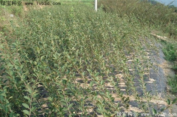 <a href='http://www.fscangbo.com/linmuzhongzi/1754.html' target='_blank'>垂絲海棠種子</a>