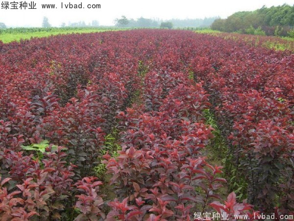 <a href='http://www.fscangbo.com/linmuzhongzi/1756.html' target='_blank'>紅葉李種子</a>