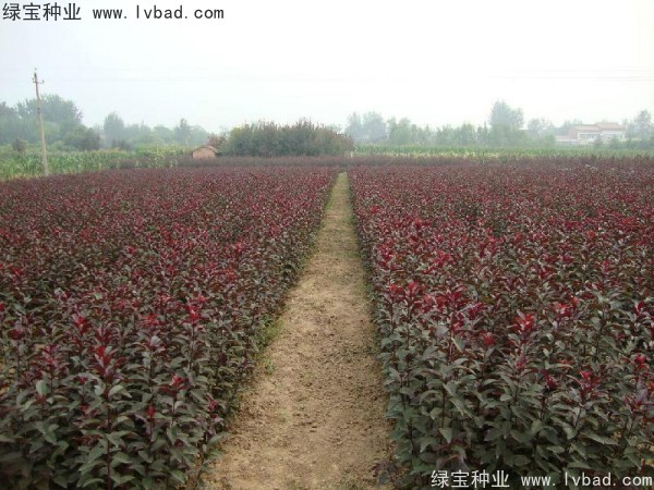<a href='http://www.fscangbo.com/linmuzhongzi/1756.html' target='_blank'>紅葉李種子</a>