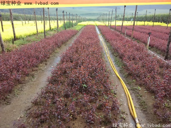 <a href='http://www.fscangbo.com/linmuzhongzi/1756.html' target='_blank'>紅葉李種子</a>