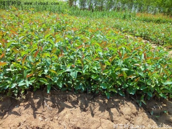 <a href='http://www.fscangbo.com/linmuzhongzi/1766.html' target='_blank'>海棠</a><a href='http://www.fscangbo.com/' target='_blank'>種子</a>