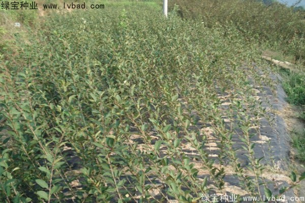 <a href='http://www.fscangbo.com/linmuzhongzi/1766.html' target='_blank'>海棠種子</a>