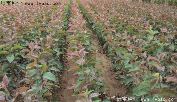 <a href='http://www.fscangbo.com/linmuzhongzi/1766.html' target='_blank'>海棠種子</a>