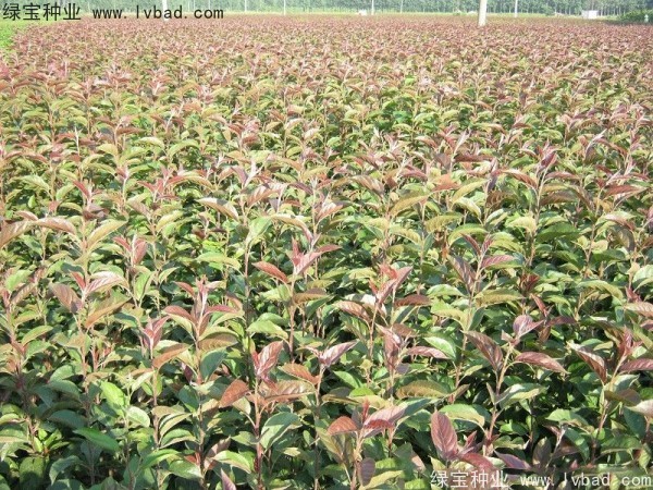 海棠<a href='http://www.fscangbo.com/' target='_blank'>種子</a>