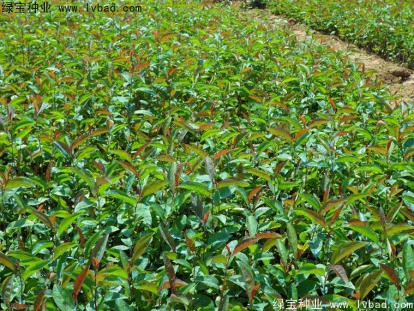 海棠<a href='http://www.fscangbo.com/' target='_blank'>種子</a>