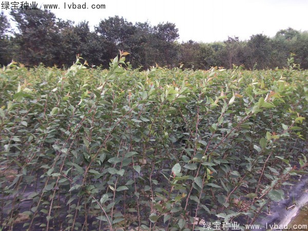 <a href='http://www.fscangbo.com/linmuzhongzi/1766.html' target='_blank'>海棠種子</a>