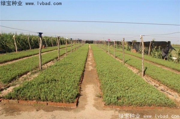 <a href='http://www.fscangbo.com/linmuzhongzi/1767.html' target='_blank'>檜柏種子</a>