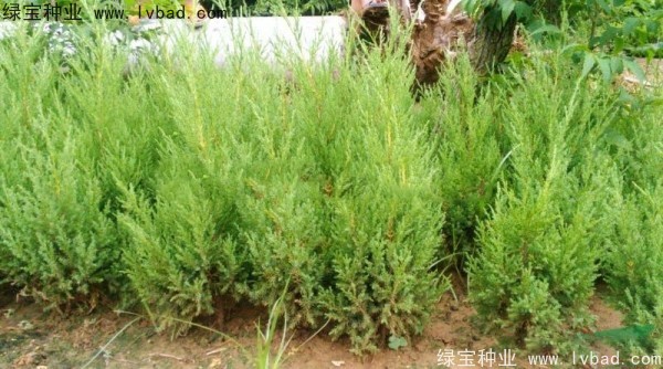 <a href='http://www.fscangbo.com/linmuzhongzi/1767.html' target='_blank'>檜柏種子</a>