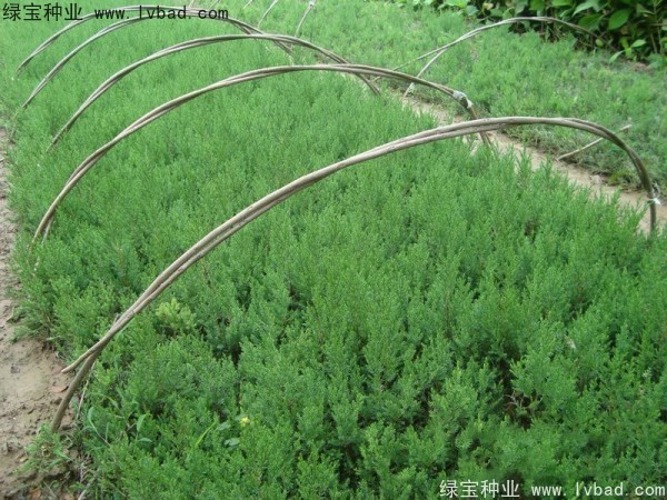 <a href='http://www.fscangbo.com/linmuzhongzi/1767.html' target='_blank'>檜柏</a><a href='http://www.fscangbo.com/' target='_blank'>種子</a>