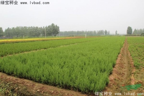 <a href='http://www.fscangbo.com/linmuzhongzi/1767.html' target='_blank'>檜柏</a><a href='http://www.fscangbo.com/' target='_blank'>種子</a>