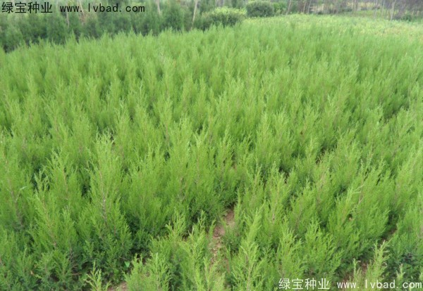 檜柏<a href='http://www.fscangbo.com/' target='_blank'>種子</a>