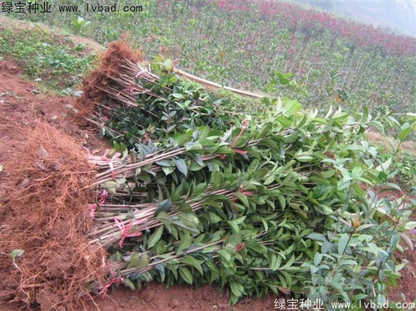 <a href='http://www.fscangbo.com/linmuzhongzi/1768.html' target='_blank'>桂花種子</a>