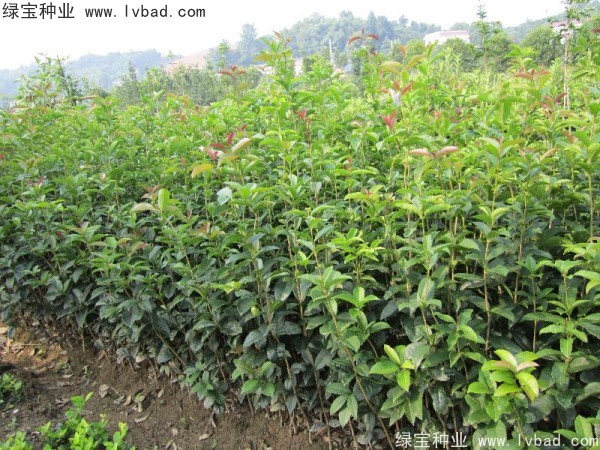 <a href='http://www.fscangbo.com/linmuzhongzi/1768.html' target='_blank'>桂花</a><a href='http://www.fscangbo.com/' target='_blank'>種子</a>