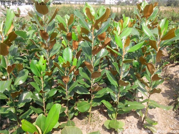 廣<a href='http://www.fscangbo.com/linmuzhongzi/1813.html' target='_blank'>玉蘭種子</a>