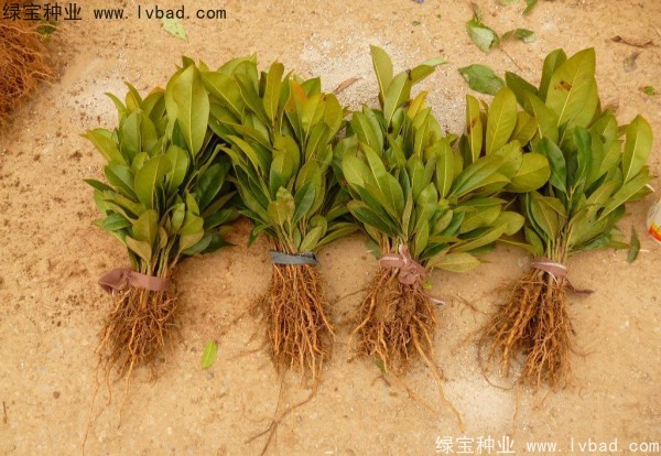 <a href='http://www.fscangbo.com/linmuzhongzi/1770.html' target='_blank'>廣玉蘭種子</a>